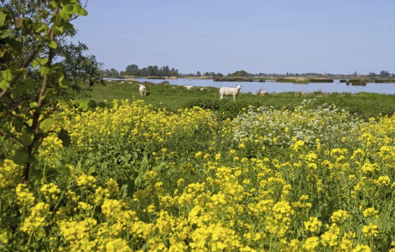 Het Groene Hart